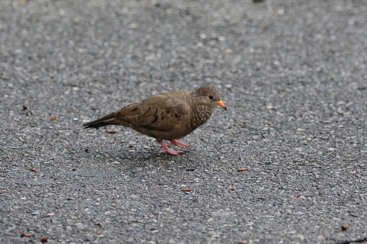 Columbina passerina